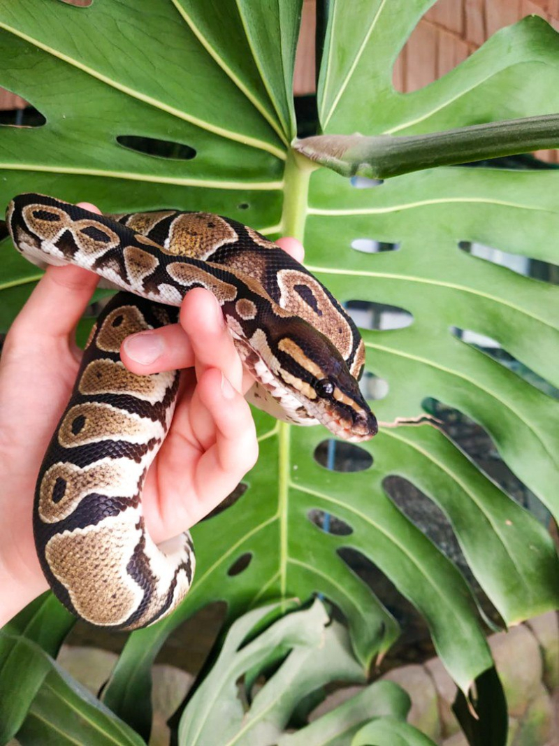 Террариум для королевского питона