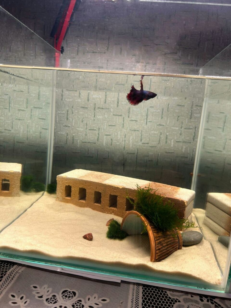 Аквариум 50х30х40 см, стекло 4мм