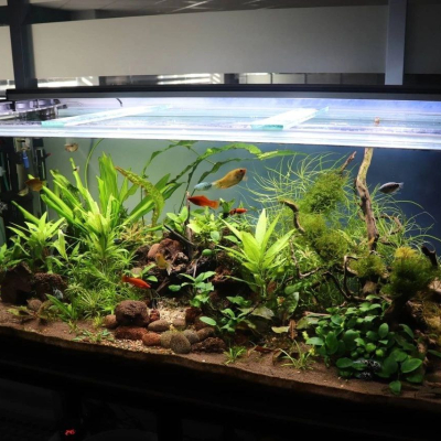 Аквариум, результат, фото заказчиков - AquaMarine