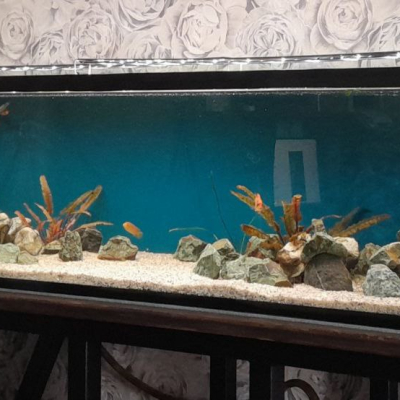 Аквариум, результат, фото заказчиков - AquaMarine